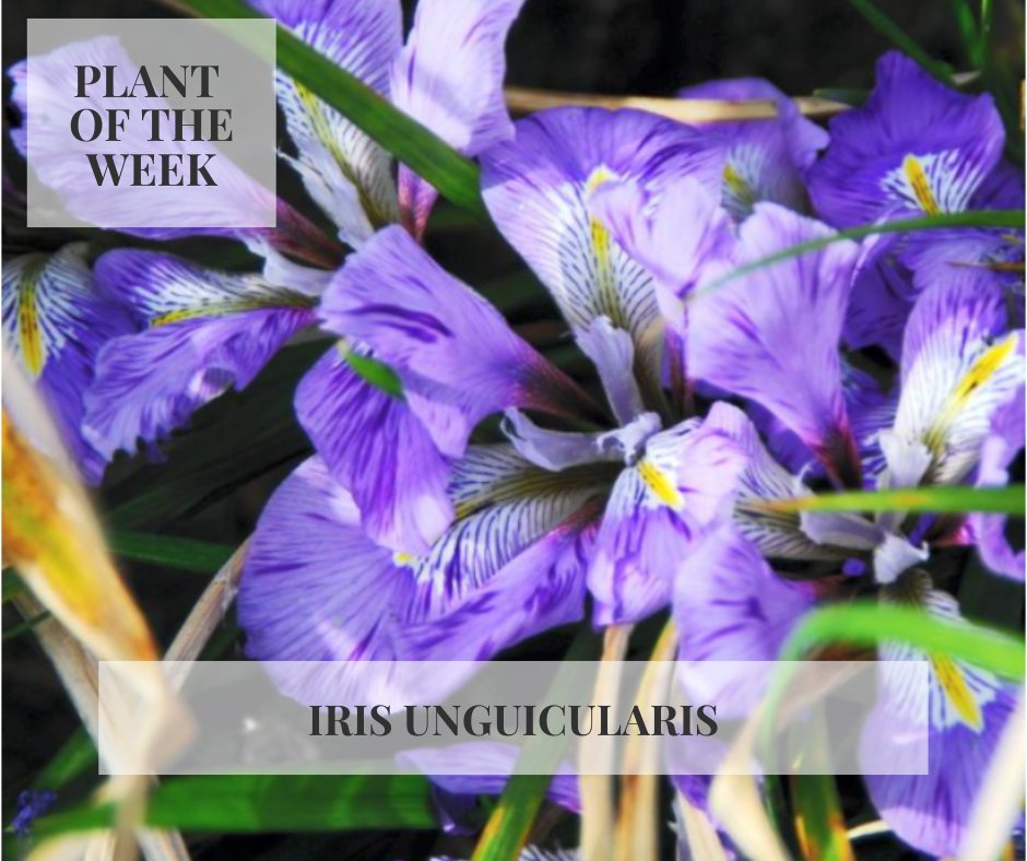 Plant of the Week: the Algerian iris, Iris unguicularis, likes a dry, sun-baked position at the base of a wall where it will form a clump of narrow, evergreen leaves. Coaxed open by sunshine, its scented, intricately decorated blooms can begin unfurling from November.