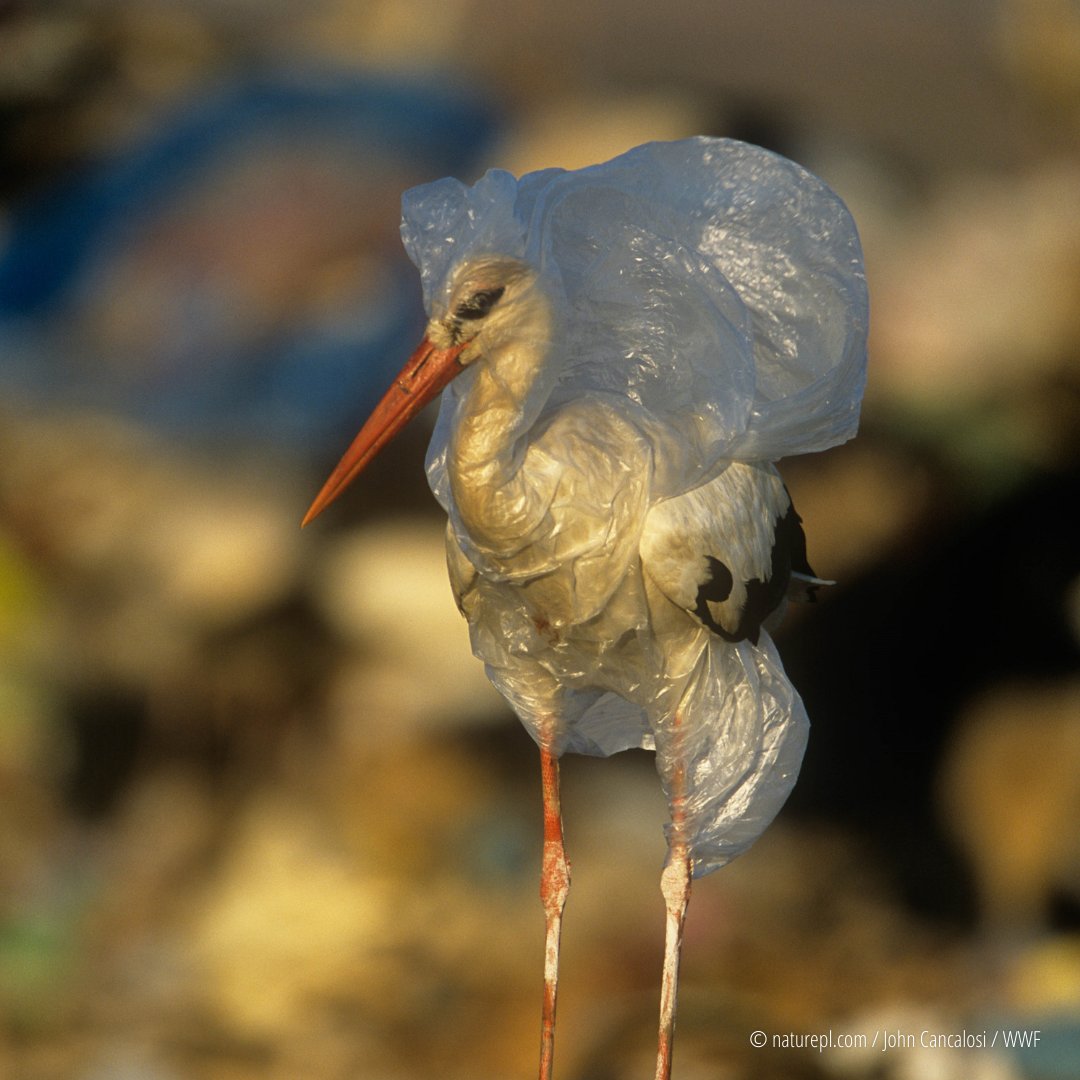 WWF's tweet image. RT if you agree we must stop the plastic crisis NOW🛑. 

🫱🏽‍🫲🏼Demand change now. Urge decision-makers to act: BanIt.org. #INC3