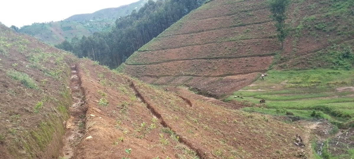 EvyOfficial22's tweet photo. Considering New Tea Plantation https://t.co/qVwUcJDI3H