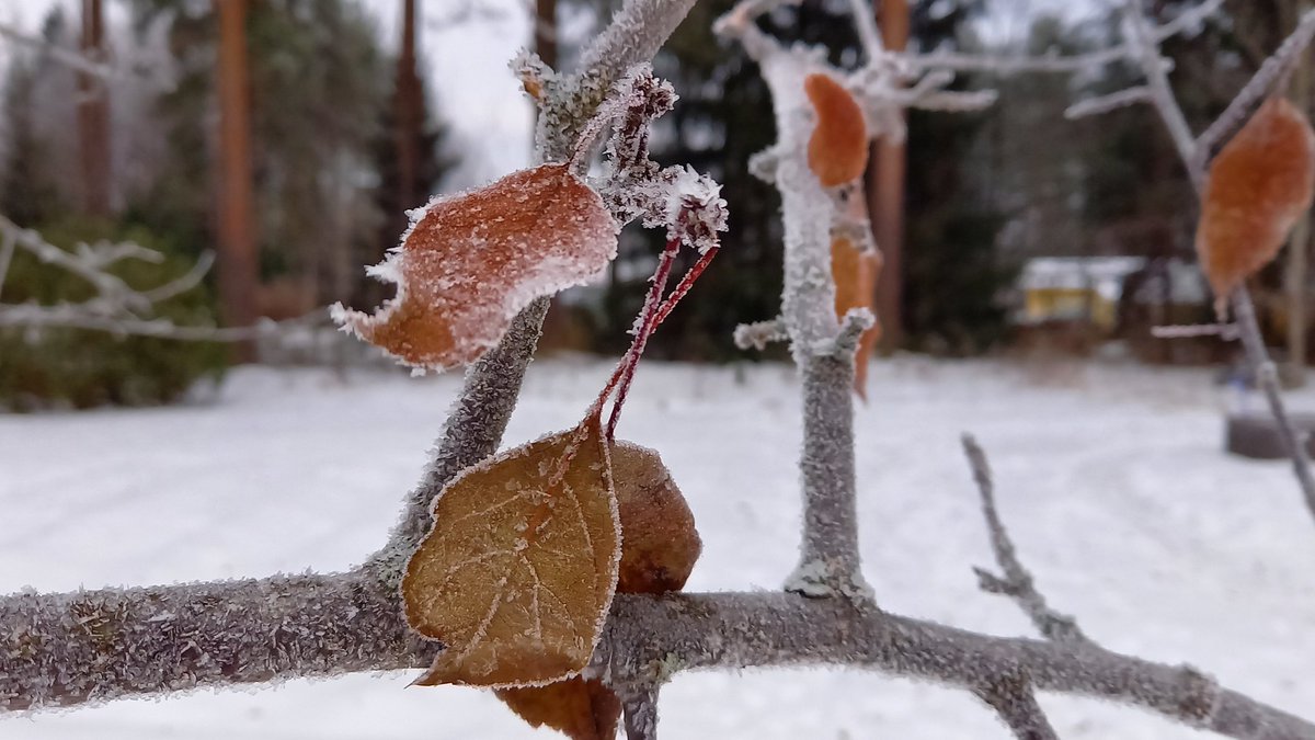 KaisaKarppanen's tweet photo. Hento kuura puihin ja pensaisiin yön aikana 🥰
#kosteus #talvi #kuhmo https://t.co/cxLQaTjhXu
