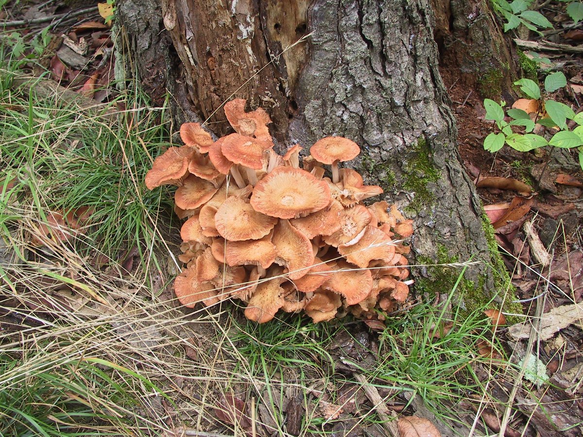 GrassmanHunter's tweet photo. #CCDSensor #DigiCam #photography #PHOTOS #VintageColor #photographylovers #digicam #Mushrooms #fungus https://t.co/Sl5oDYAyfM