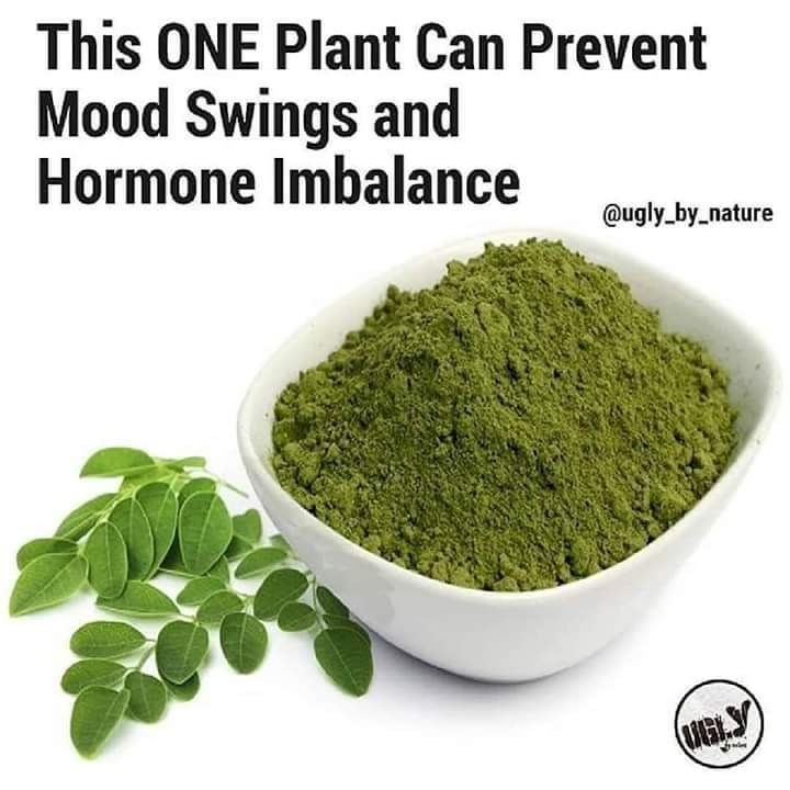 MORINGA LEAVES MEDICINAL BENEFITS Moringa " Malunggay" leaves was once