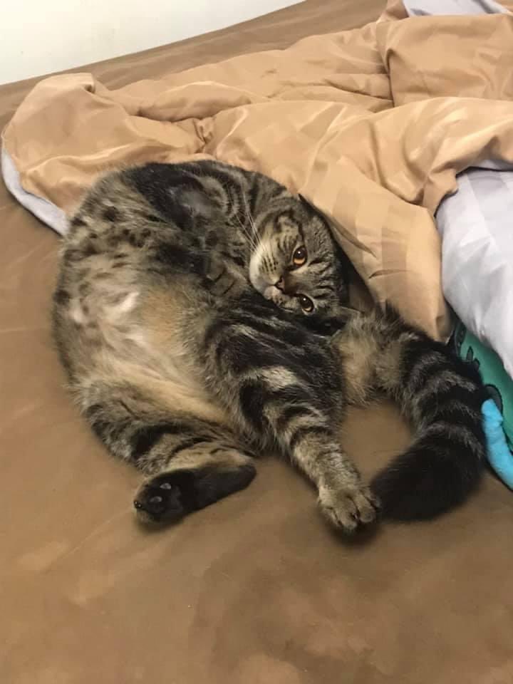 ปรึกษาหน่อยค่ะ แมวดูพังๆ ส่งร้านซ่อมร้านไหนดี??