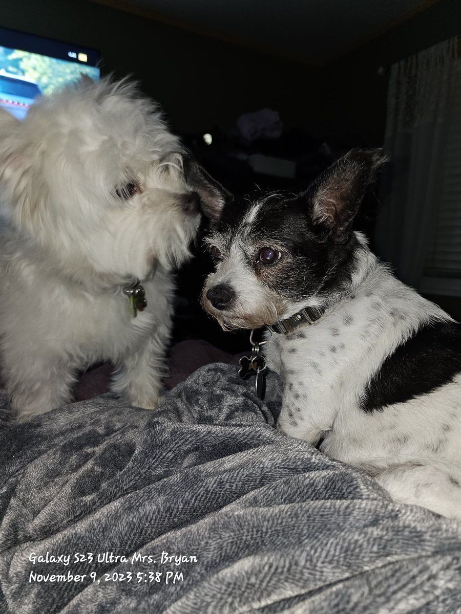 JBryanbuddy's tweet photo. @VintageWingnut1 I allowed Frankie & Cleo to say their goodbye, and he's been in a trance. He doesn't wanna eat he's so sad looking for his Big Brother. It's amazing how our fur babies bring us all together. Thank you all for all the support. 😢
#MaxTheCat https://t.co/FPzcMMd61W