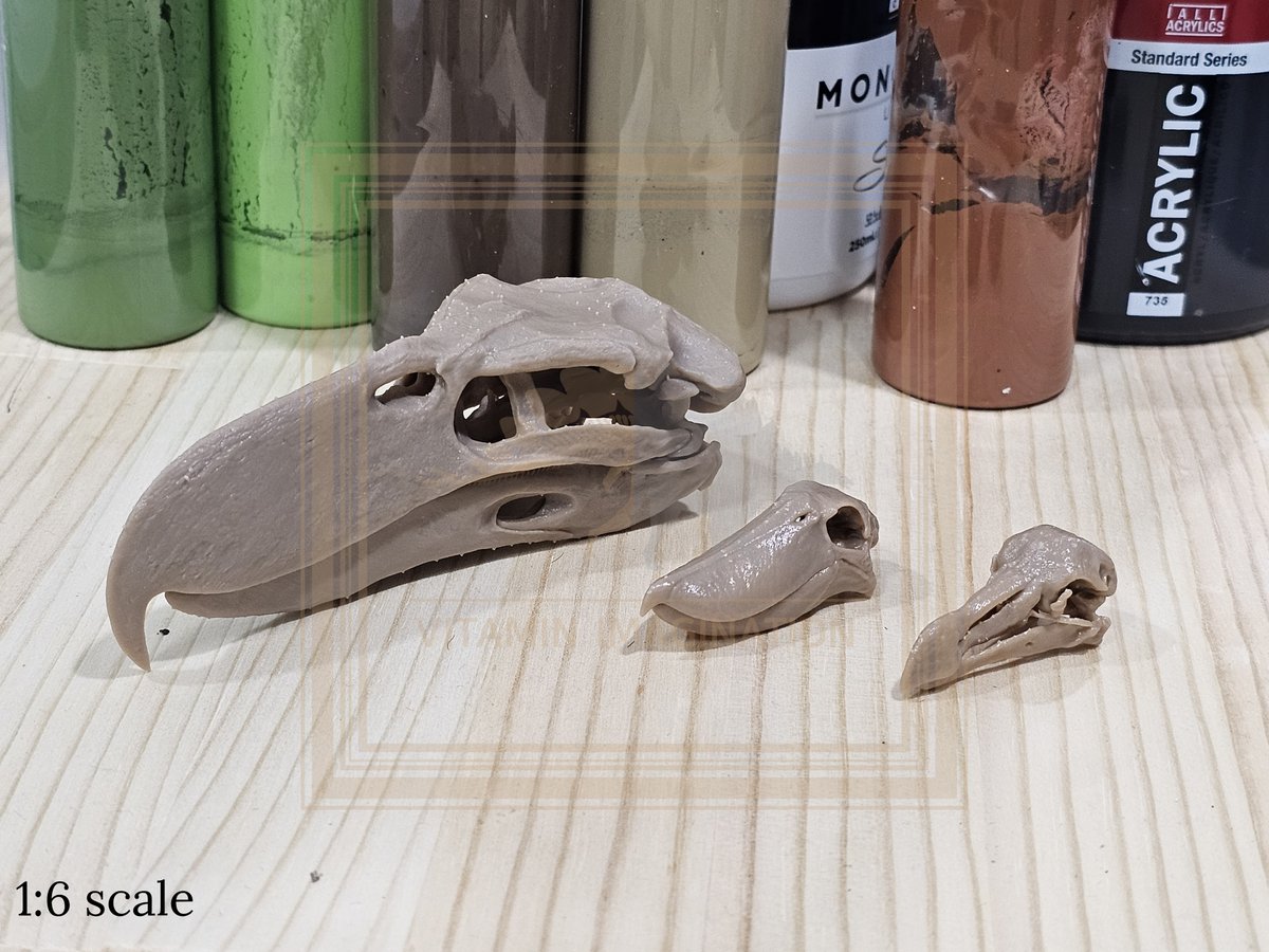Except for Kelenken, the skulls of existing animals were printed at 1:6 scale and 1:10 scale.
Since the skulls of birds become too small when printed  animals, so please show your interest.

#AfricanBushElephant #WhiteRhinoceros #Hippo #JavanRhinoceros
#Kelenken #Shoebill #dodo