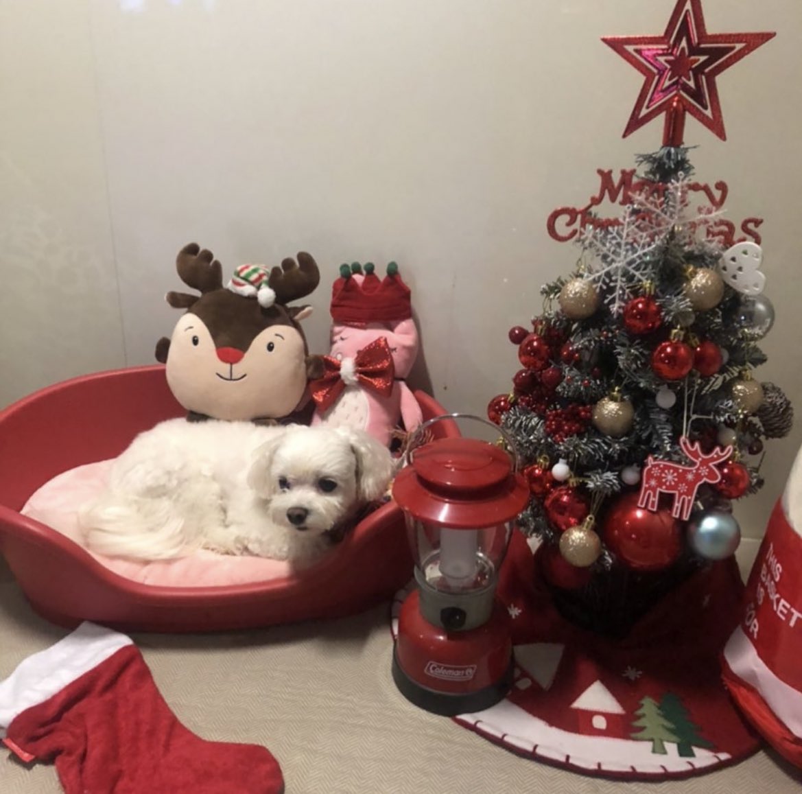 예전에 강아지 포토존 만든건데 다시 만들 생각하니 개 귀찮음…