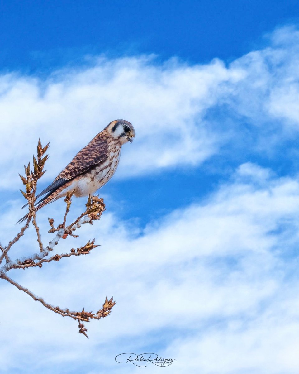 American Kestrel 

#americankestrel #birdsofinstagram #birdphotography #birds #bird #wildlifephotography  #wildlifephotographer #naturephotography  #naturelovers #naturelove #fujifilm #wildbirds #pajaros #raw_birds #naturalezaviva #birding #raw_allnature #fujixt5 #fuji150600mm