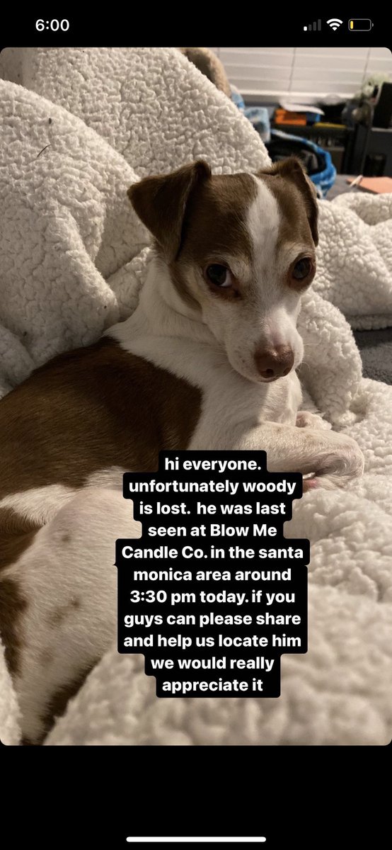 message me if you see this little fella anywhere in the Santa Monica area !! boost please 💗