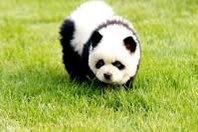 GaryJorgan's tweet photo. @prchovanec The DC zoo should 100% put a few of these in their exhibit and full-throat bill them as pandas. https://t.co/PIQ7d7Q4Yj