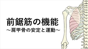 PtGekikara's tweet photo. 前鋸筋は３つのパートに分けて考えることができます。それぞれの解剖学的な特徴や作用を知ることは、臨床において重要です。

特に肩関節挙上において大切になるのは「inferior part（上方回旋と後傾作用）」になります。 https://t.co/2vMjZogjVz