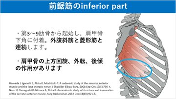 PtGekikara's tweet photo. 前鋸筋は３つのパートに分けて考えることができます。それぞれの解剖学的な特徴や作用を知ることは、臨床において重要です。

特に肩関節挙上において大切になるのは「inferior part（上方回旋と後傾作用）」になります。 https://t.co/2vMjZogjVz