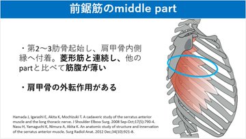 PtGekikara's tweet photo. 前鋸筋は３つのパートに分けて考えることができます。それぞれの解剖学的な特徴や作用を知ることは、臨床において重要です。

特に肩関節挙上において大切になるのは「inferior part（上方回旋と後傾作用）」になります。 https://t.co/2vMjZogjVz