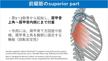 PtGekikara's tweet photo. 前鋸筋は３つのパートに分けて考えることができます。それぞれの解剖学的な特徴や作用を知ることは、臨床において重要です。

特に肩関節挙上において大切になるのは「inferior part（上方回旋と後傾作用）」になります。 https://t.co/2vMjZogjVz