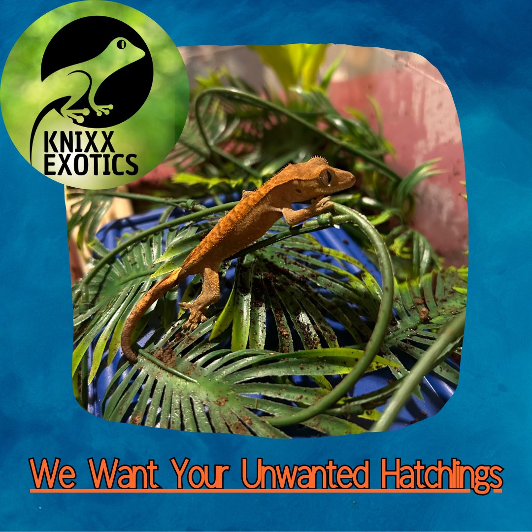 KNIXXexotics's tweet photo. We want your unwanted eggs and hatchling 

#reptilerescue #guelph #guelphreptilerescue #reptiles https://t.co/7J11c3hrxN