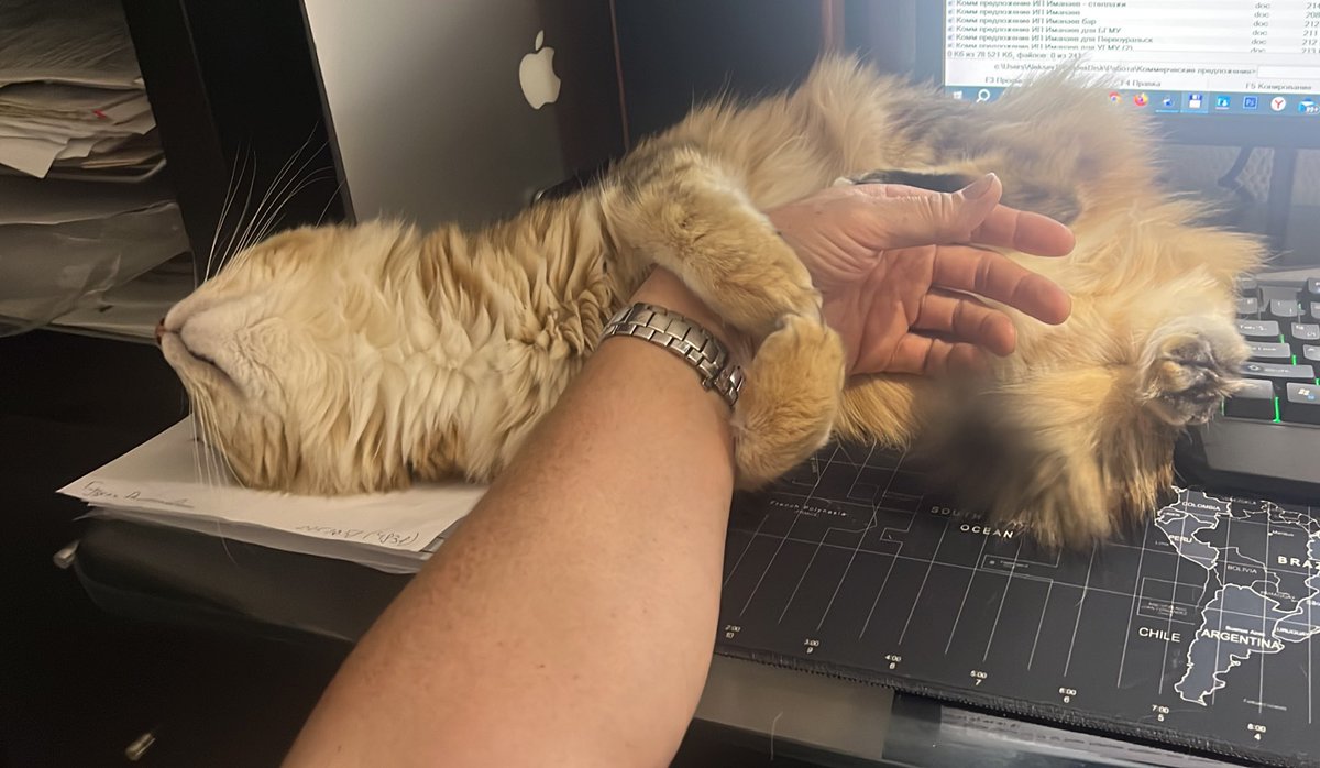 Тем временем, Рыжих котов у меня стало больше. Последний кот, найденый на помойке превратился в красавца