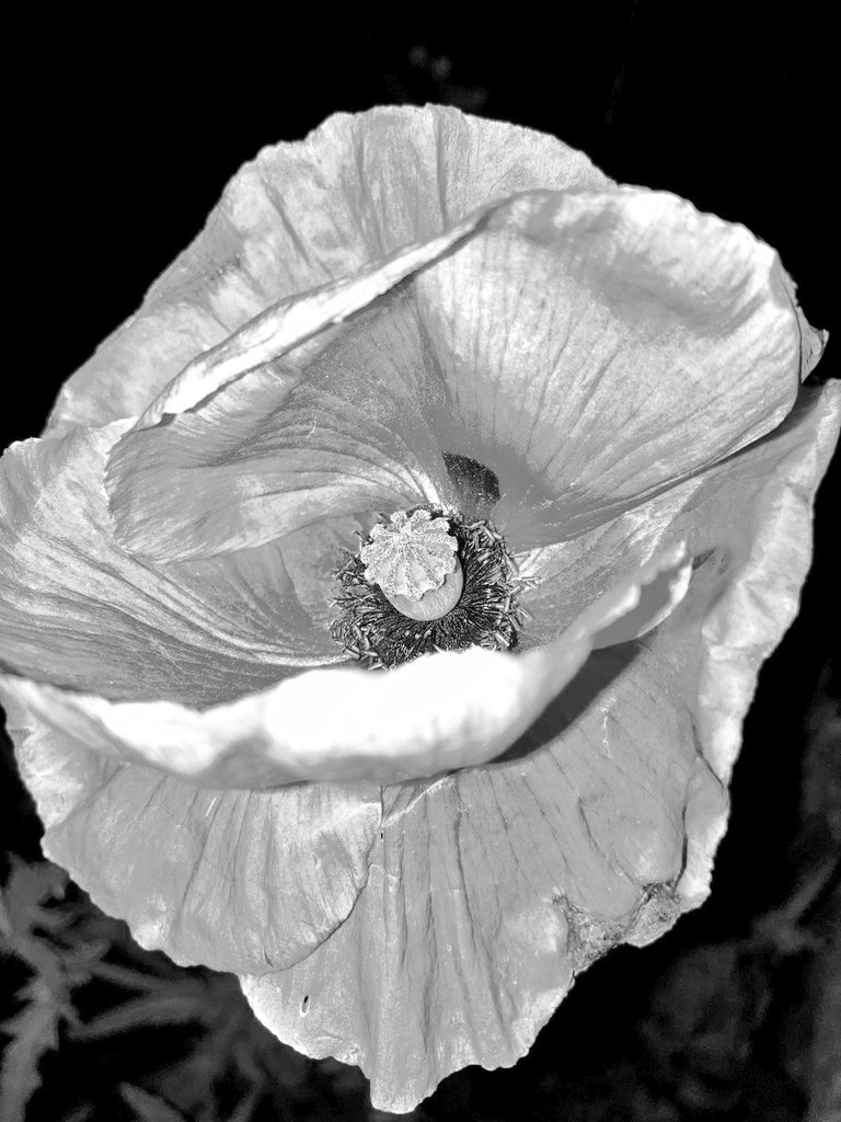 The Poppy at night.
Photo by me tonight, taken in black and White.
#NaturePhotography #Blackandwhite #natureisart #Poppy #4amphotography