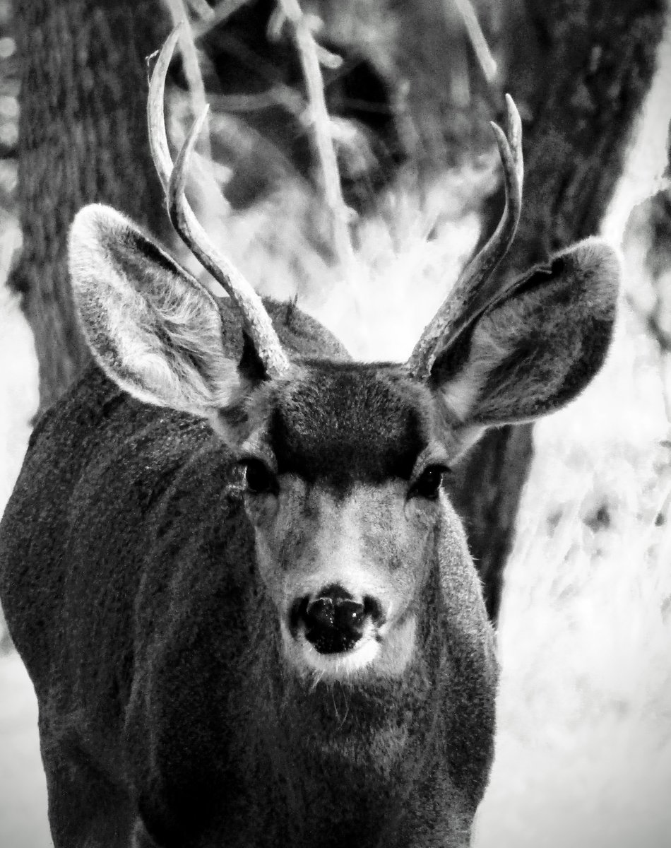 “No matter how long I linger with any being, I cannot exhaust the dynamic enigma of its presence.” ~David Abram IYKYK 🦌 🕉️ #MondayThoughts #MonochromeMonday #WildlifePhotography #BlackandWhite #WildlifeArt #AnimalLovers