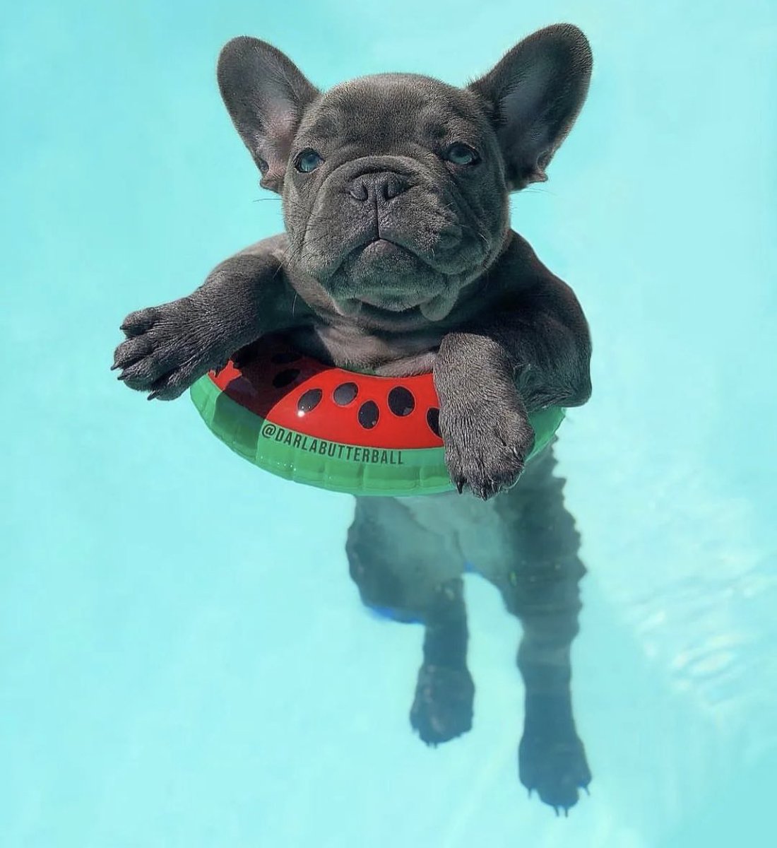 Rate 1-10 for this beauty😍​😘

#bulldog
#frenchbulldog 
#dog