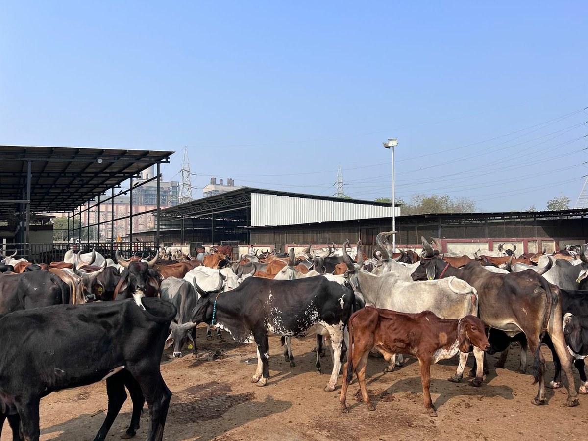CMOGuj's tweet photo. મુખ્યમંત્રી શ્રી ભૂપેન્દ્રભાઈ પટેલે આજે ગાંધીનગરમાં સેકટર-30 ખાતે GMC સંચાલિત પાાંજરાપોળની આકસ્મિક મુલાકાત લઈ ગૌમાતાની સંભાળ માટે થતી કામગીરીની પ્રત્યક્ષ જાણકારી મેળવી રાજ્યના પશુધનની કાળજી અને દરકાર પ્રત્યે રાજ્ય સરકારની પ્રતિબદ્ધતા વ્યક્ત કરી હતી. https://t.co/PupRT59INw