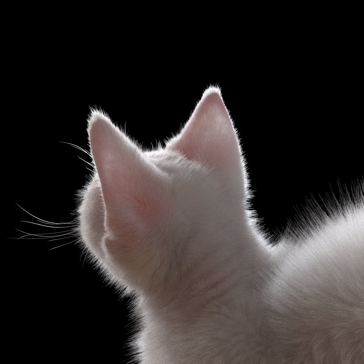 shakepass's tweet photo. Meooooooow!!

"Today's meal is..."

I've completed another piece of artwork. It was created solely using zBrush, Maya, and Photoshop.

#WhiteCatCGI #DigitalArtCreation #3DVirtualFeline #CatArtistry #VirtualCatMagic #WhimsicalWhites #CGIPetPortraits #3DMeowMasterpiece #CatCreators https://t.co/tHeMlYkyUG
