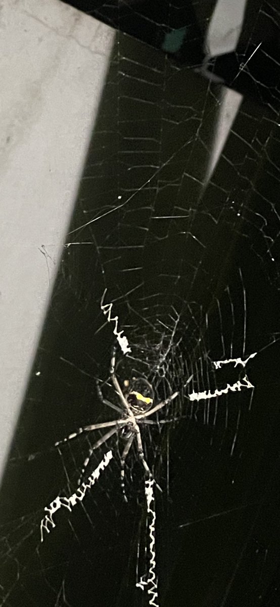 renabernot's tweet photo. @Arachno_Cosas 
¡Hola! ¿Es de importancia médica? ¿Qué especie es? https://t.co/ilRaALjjKW