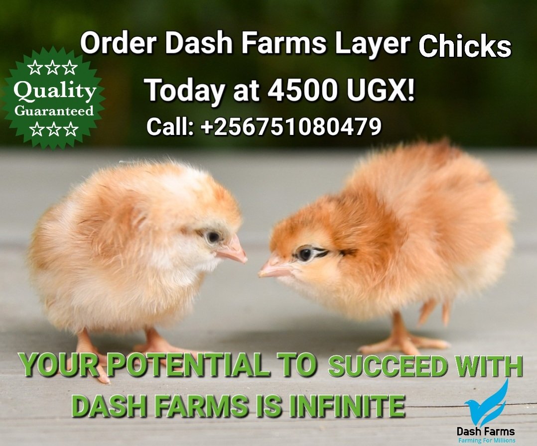 DashFarms337's tweet photo. Your potential to succeed with Dash Farms is infinite 
Order Dash Farms high quality layer chicks today
Farming for millions. https://t.co/k5ocWVxBFi