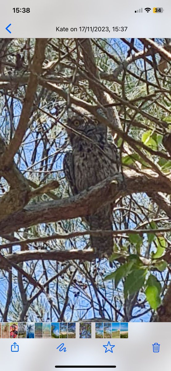 Two of Queenslands finest a beautiful Parakeet and the striking Tawny Frogmouth , look at those eyes😳