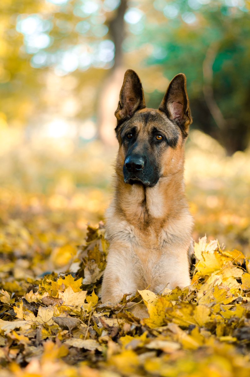 Good morning X-Friends…🌼🍂☕️
Have a happy Friday and a beautiful weekend🌼🍂🐶🍁💛🧡

#FridayMorning 🌼 #CoffeeTime ☕️ #HappyWeekend 🏠 #AutumnVibes 🍁 #DogsLover 🐕 #PeaceAndLove 🕊️