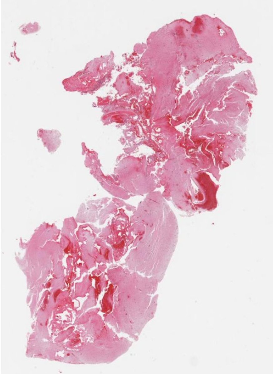 Jay "Thymocyte" Hwang tweet media