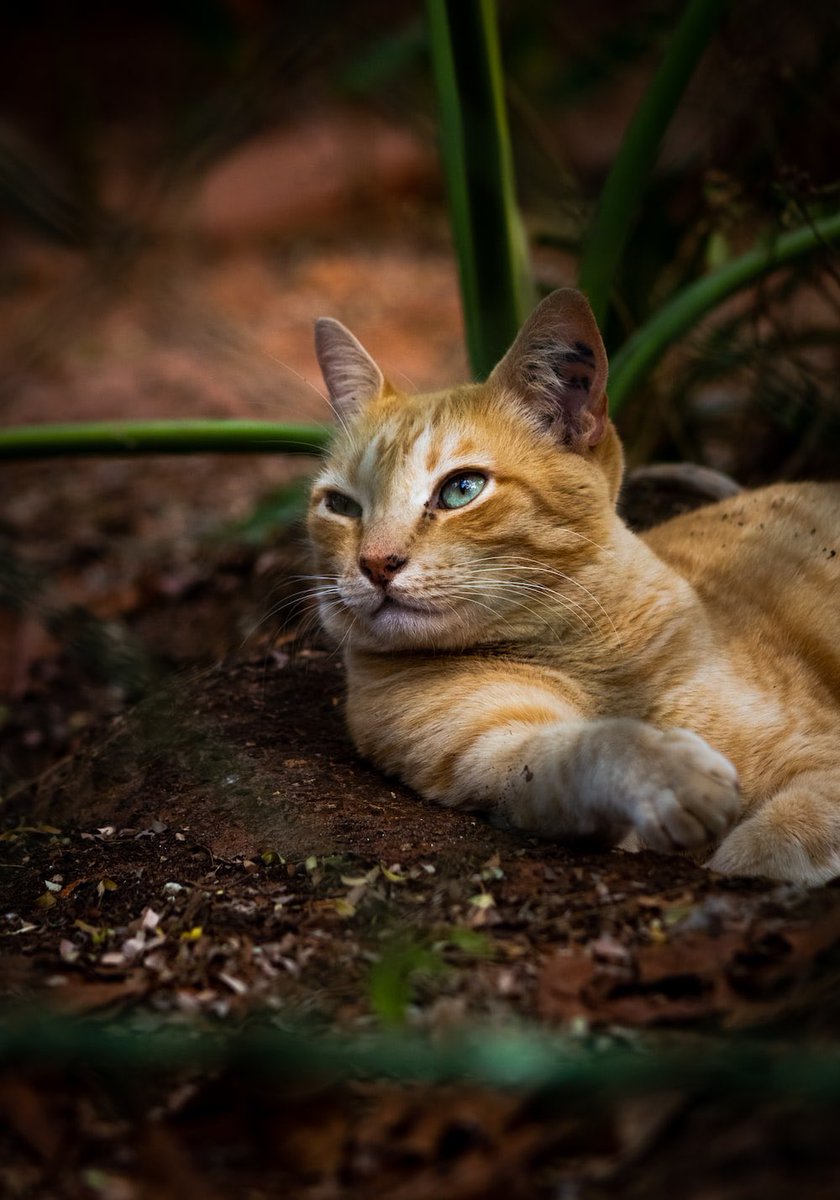 Happy Friday and a beautiful weekend…🌼🍂🐈🧡💛💚

#GoodMorningEveryone 🌼 #CoffeeTime ☕️ #WeekendVibes 🍁 #CatsLover 🐈 #BeKindAlways 🧡 #PeaceAndLove 🕊️