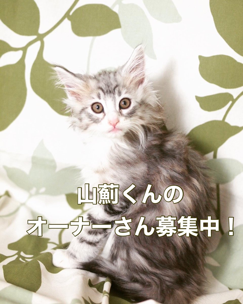 rien222's tweet photo. みんな、とてもかわいく、元気に成長しています！

仮名、性別、色柄、個別の成長記録は
こちらをご覧ください。
https://t.co/JeX28q268z

那須と世田谷でご見学可能です。
次回の世田谷でのご見学会は12月3日の予定です。

#ノルウェージャンフォレストキャット
#ノルウェージャンフォレストキャット子猫
