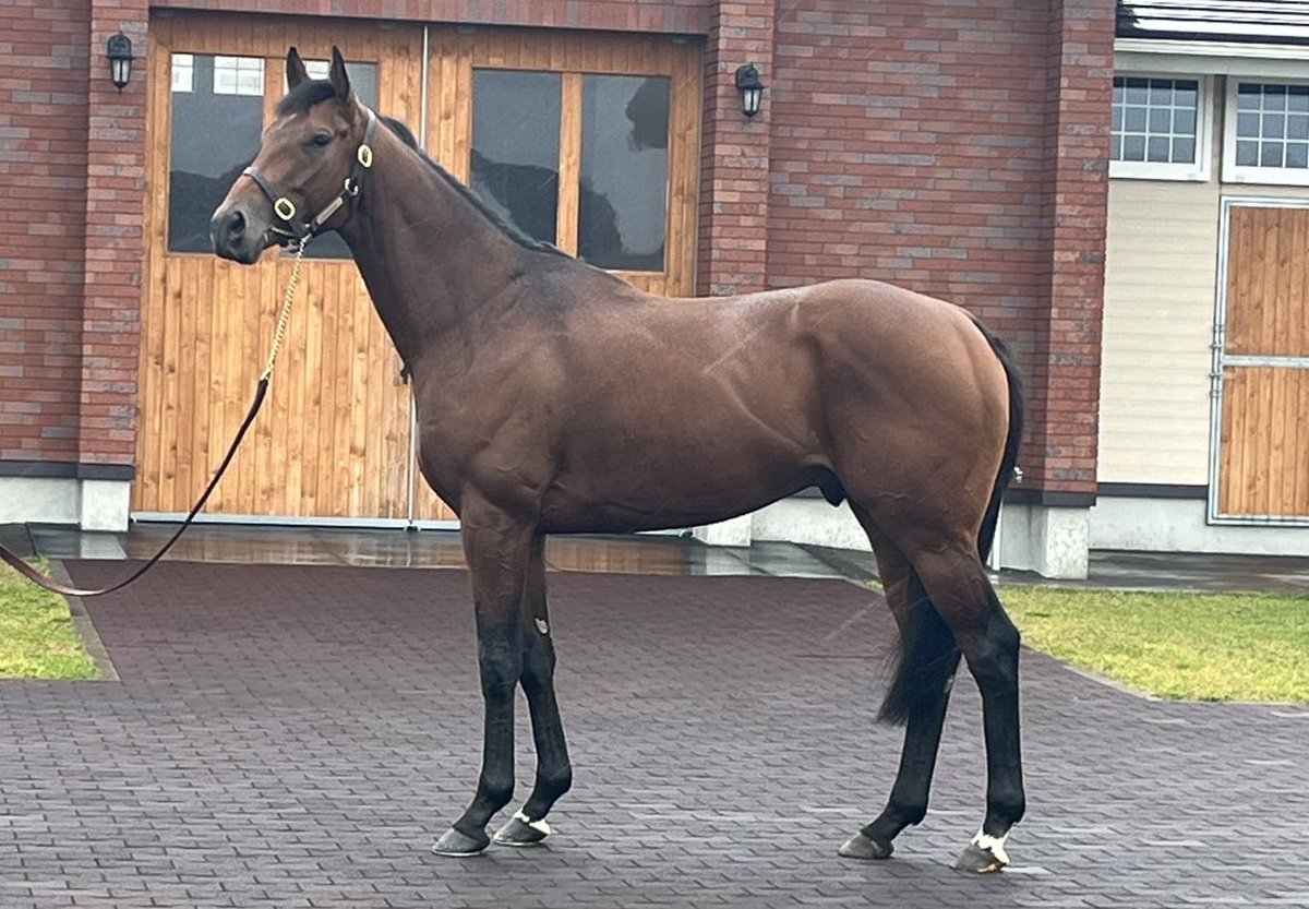 優駿スタリオン