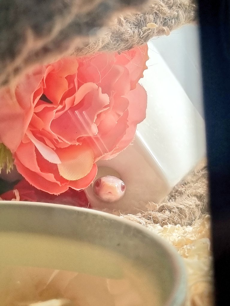 라찌의 하루 일과: 저 구멍으로 인간 관찰하다가 가까이오면 밥 달라고 나오기