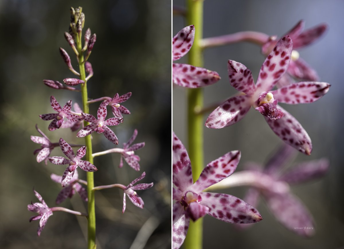 Dipodium punctatum (purple hyacinth orchid), Corunna, NSW. This is the least common of the 3 x local Dipodium spp. and often the last to flower. Out early here in mid-Nov - last yr didn't see them until Jan! First Dipodium I've seen in flower so far this yr. #orchids #ozplants