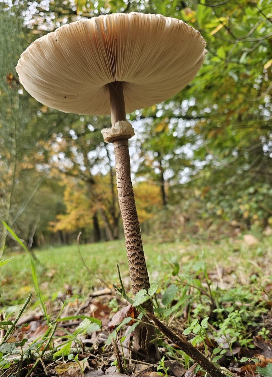 Parasol mushroom 🤎
#mushroomfriday #fungifriday #fridayfungi #fungus #fungi #ThePhotoHour #channel169 #TwitterNatureCommunity #NaturePhotography #fungiphotography #mycology #mushroomday #mushroomtwitter #Mushroom #mushroomoftheday #paddospam #parasolmushroom