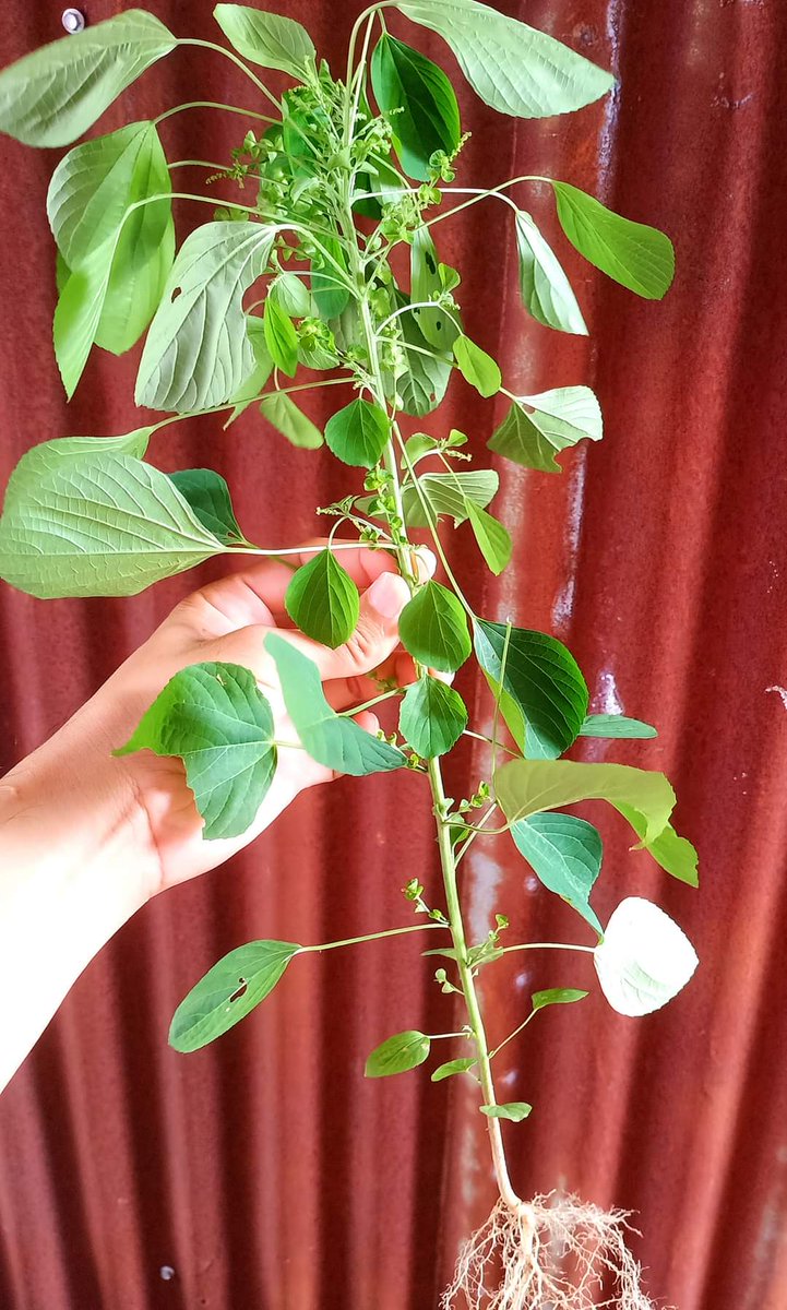 Thanidarin963's tweet photo. คนในวงการเขารู้กัน 🌿
#สายเขียว https://t.co/igiKxSEHj8