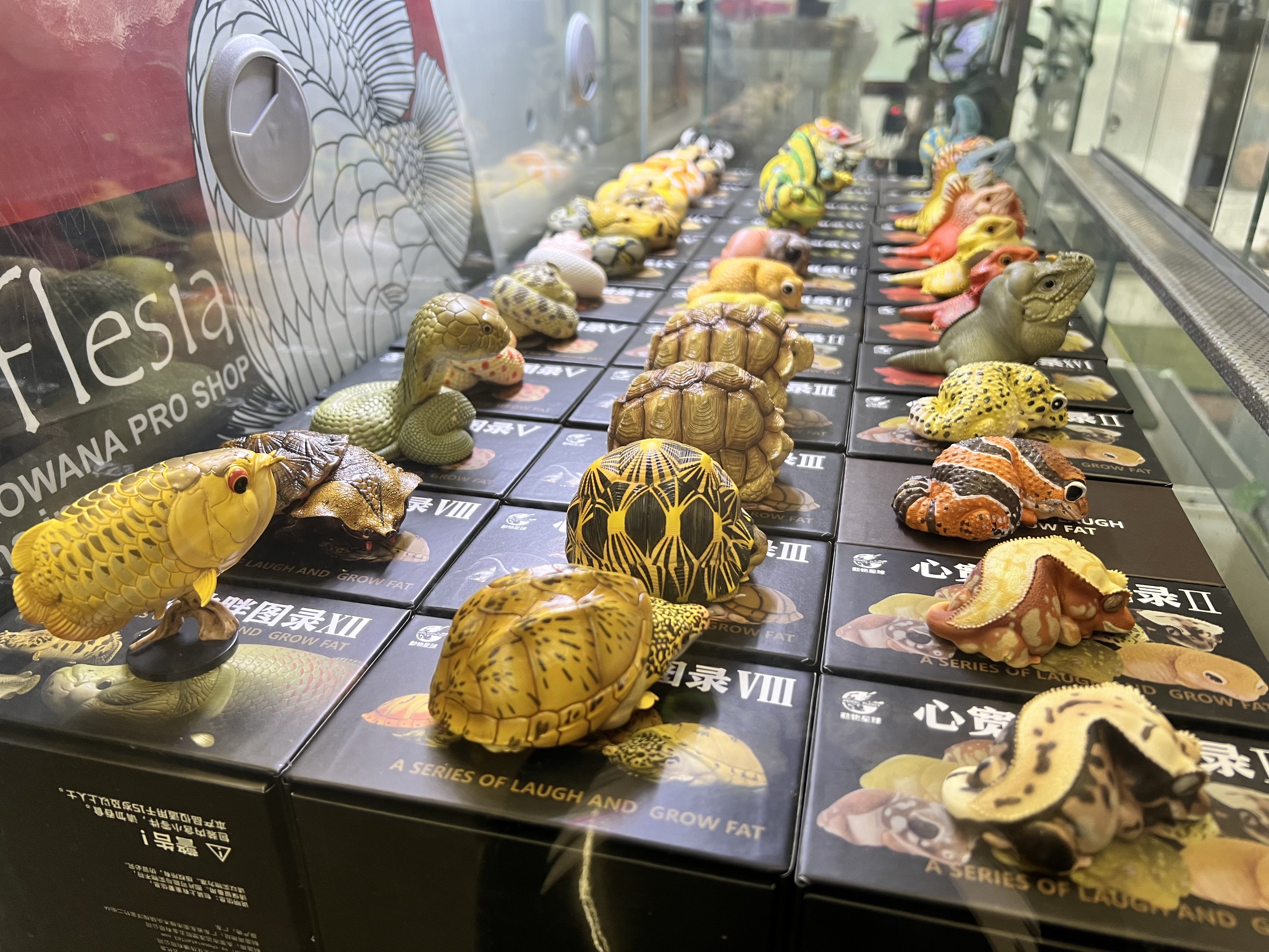 アジアアロワナ専門店ラフレシア on X: 