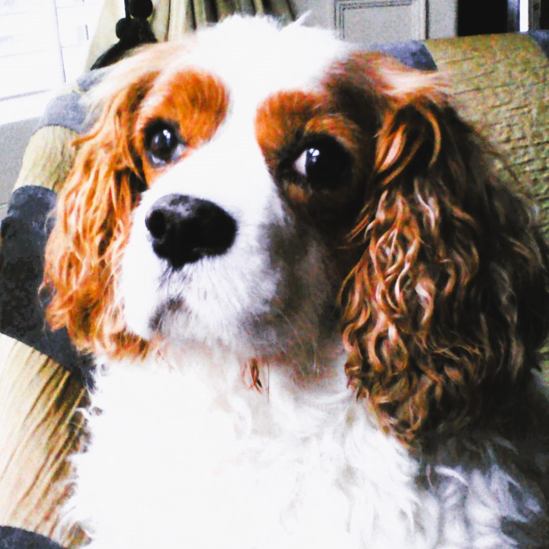 Henry back in 2017 #rainbowbridge #cavpack #neverforgottenfriday