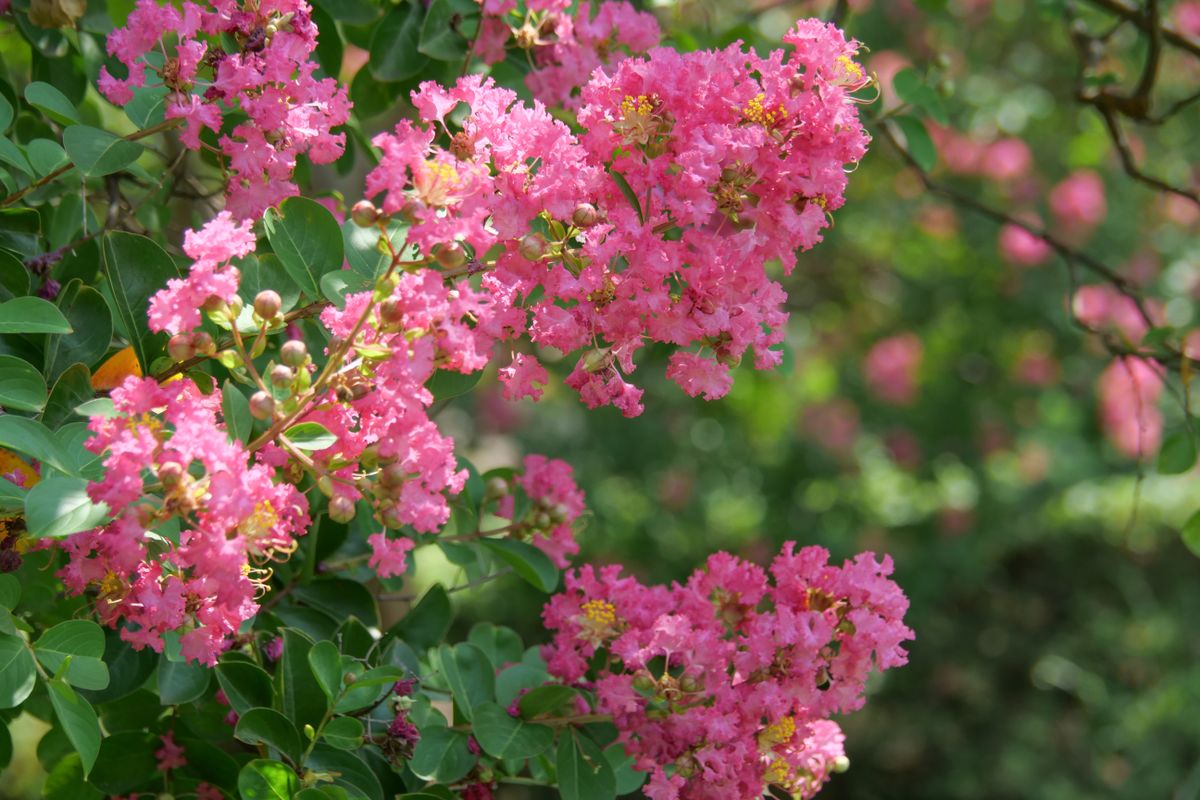 Livingetc's tweet photo. When should I prune my crepe myrtle? Experts explain when to trim your tree for beautiful blooms next year https://t.co/lqnwhb5O2N https://t.co/0HhzHbthZc