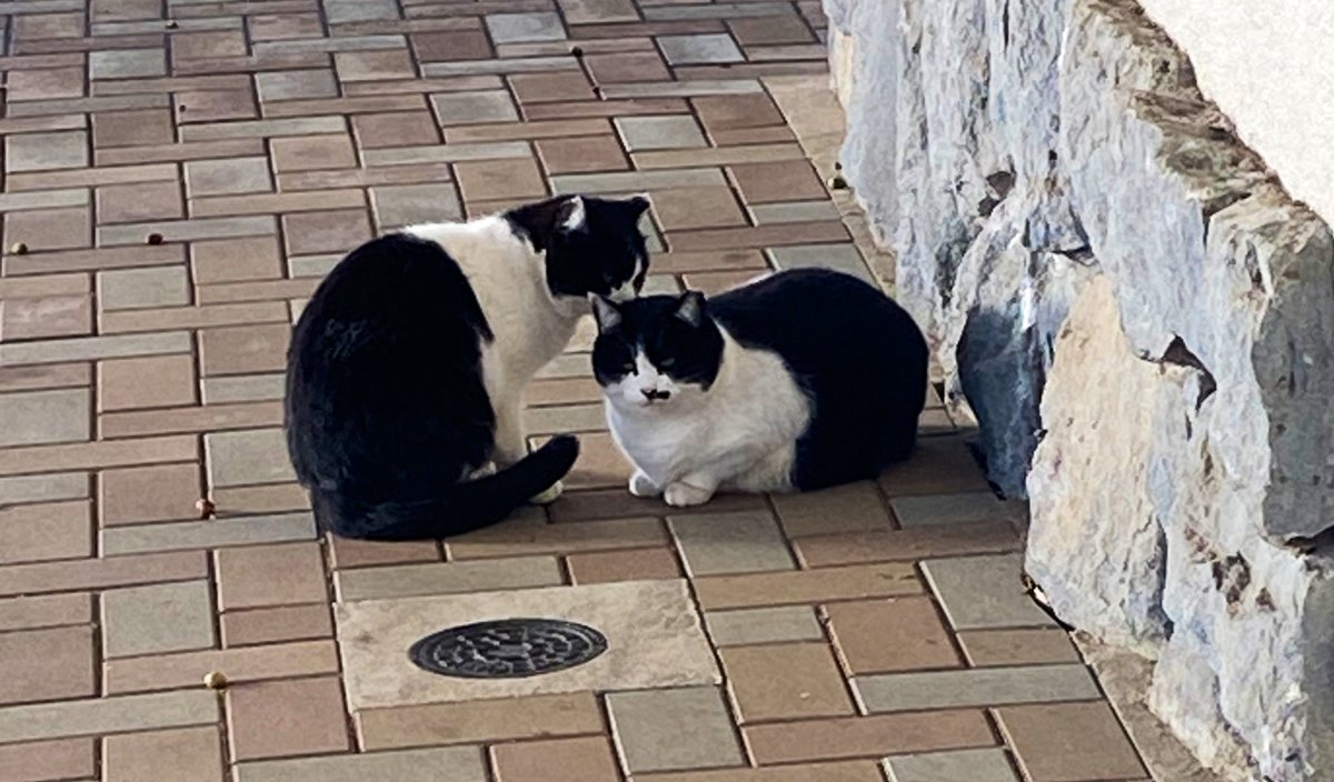 Bar Ayam (@torimeltdown) on Twitter photo 