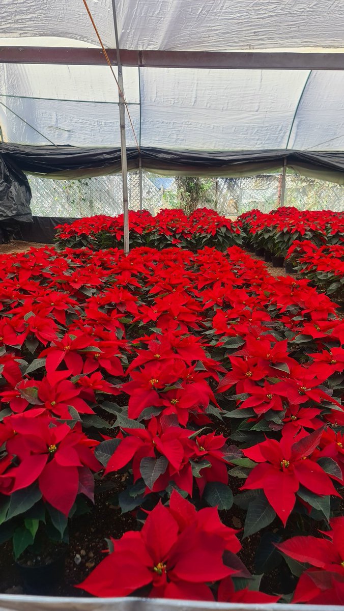 marespe13's tweet photo. 16 de noviembre, dio inició la venta de flores de nochebuena, porque la flor ya está "en su punto", nos dijo el Productor Francisco Javier Gómez Labastida en la unidad de Producción de Nochebuena en Barrio Caltongo, Xochimilco.
#XochiPlant #Caltongo #Xochimilco
@BlancaLiliaFlo2 https://t.co/Q7EveRcsdZ