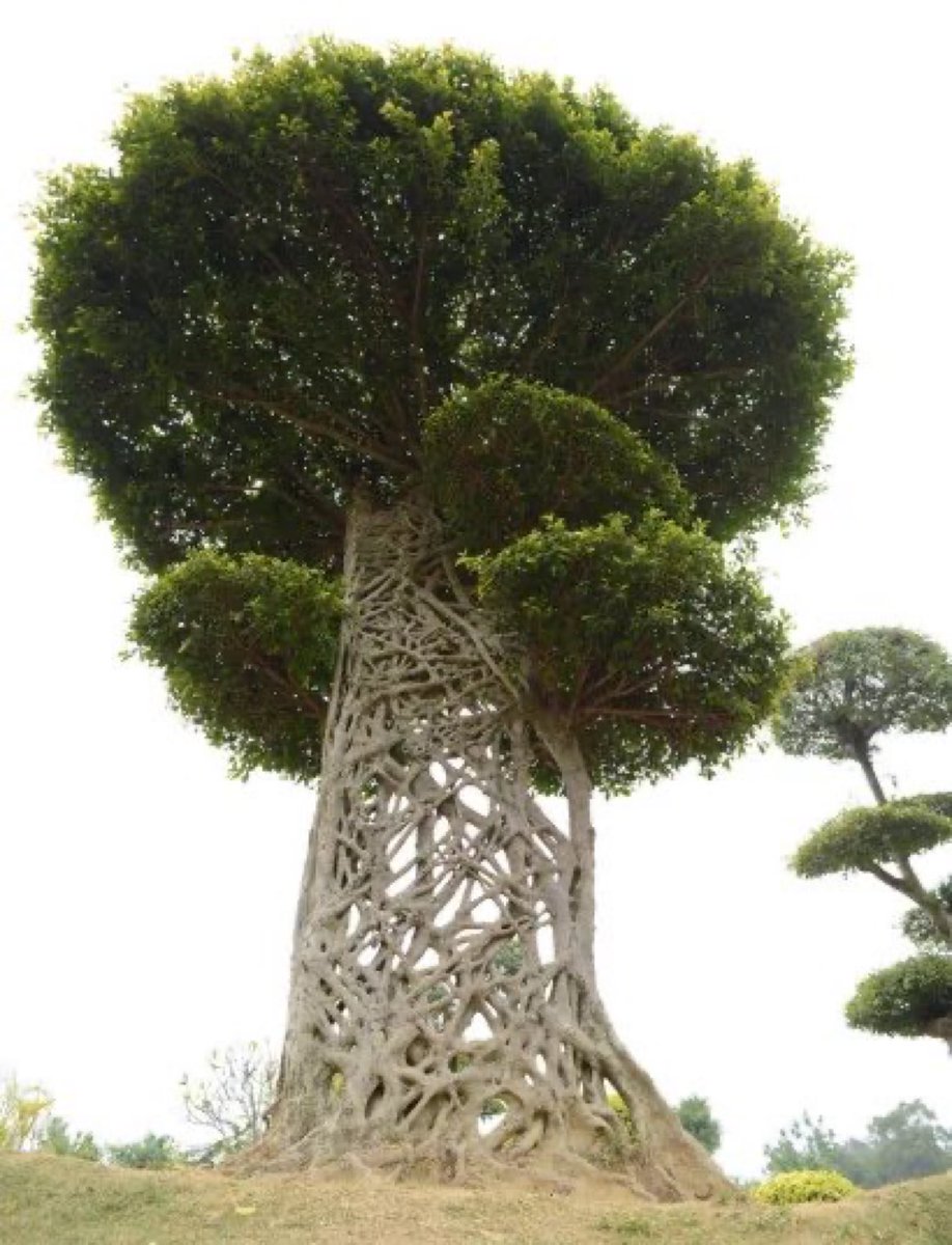 sciencegirl's tweet photo. This is a strangler fig tree, Inside this tree is a hollow space where a different tree stood 

The strangler fig's seeds have made their way into the canopy of a host tree and germinated. As the fig's roots grow, they cascade down the trunk,
Once they are in the ground it competes for nutrients and water with the host. Then It gradually tightens its grip around the host tree 

This process hinders the flow of water and nutrients, causing the host tree to weaken and eventually die. Over time, the strangler fig takes over completely, once the process is complete, the original tree decomposes, a hollow centre is all that remains to mark its existence