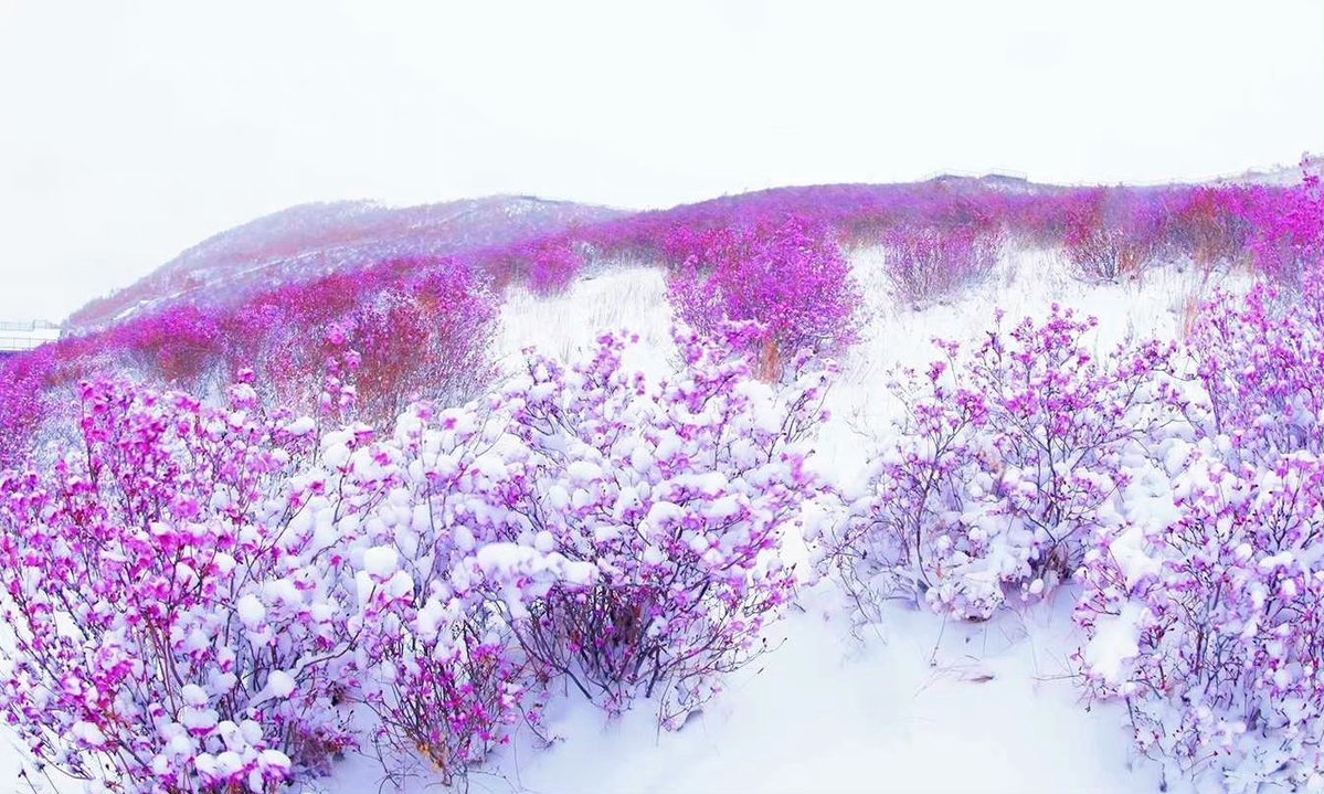 pingtanchina's tweet photo. Beauty amid adversity

#winter #frostflower #perennialbloom https://t.co/MWCTzlY6uR