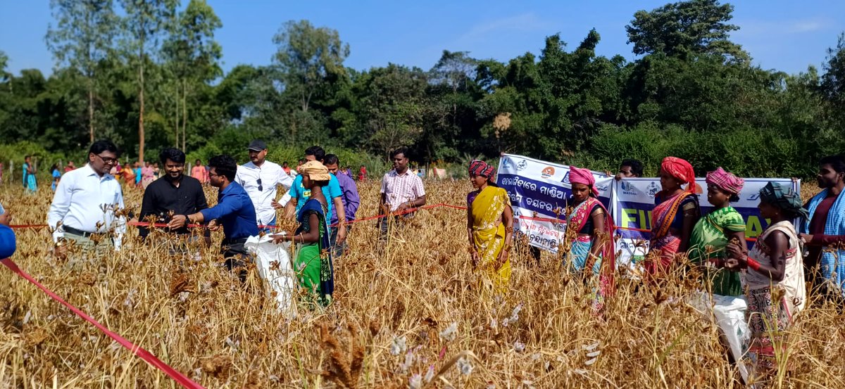 Participated in the Block level Awareness -cum-harvest festival of millets. Interacted with farmers &amp; discussion were taken up on the importance of millets &amp; to improve the production &amp; to meet the local need as well as market needs. <a href="/DMnabarangpur/">Collector Nabarangpur</a> <a href="/PRDeptOdisha/">Panchayati Raj and Drinking Water Department</a> <a href="/ZP_NABARANGPUR/">ZP_NABARANGPUR</a>