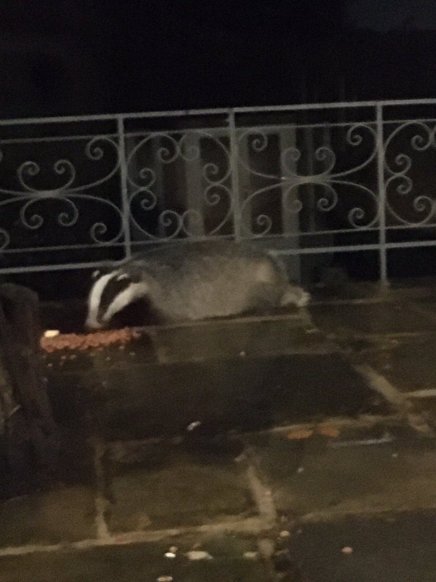 Please inform us of road traffic accidents, injured badgers or badger sightings. Call: 07508813411.🦡🦡🦡🦡🦡🦡