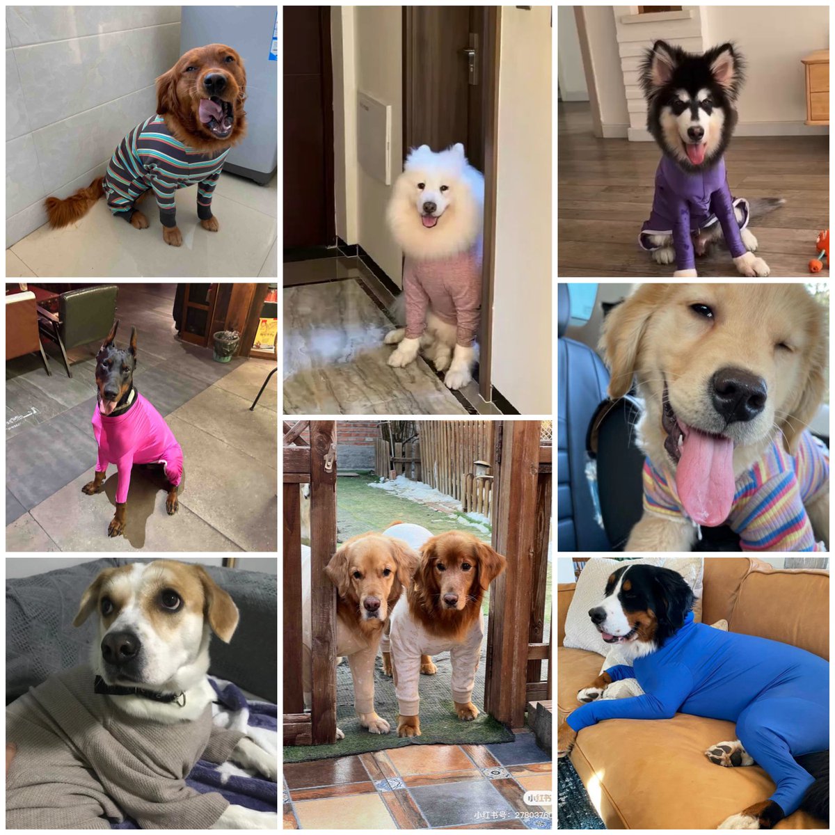 ShLetsMeet's tweet photo. Hello all #pet🐩🐕 lovers, it's late #autumn! Time to keep warm with long johns, for yourself and your dear pets.
#dogoftheday #doggie #puppy #dogphoto #dogworld #cutedog #dogstyle #dogphotography #dogsarefamily #doglovers #cutepetclub #sillydog #loldogs #doghumor #funnydogpics https://t.co/2aMJH7zb0P