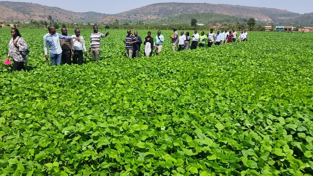 VisitKirehe's tweet photo. 🚨1 #AgricultureSector, Not the best wallpapers but only the real picture of Rwanda prosperity. We're busy to achieve the dignified 🇷🇼: Economic growth and prosperity; high quality and standards of life for Rwandans. 
#VisitKirehe

@Ilde_Musafiri @EdNgirente @rbarwanda @IGIHE https://t.co/d9ukAkYdkB