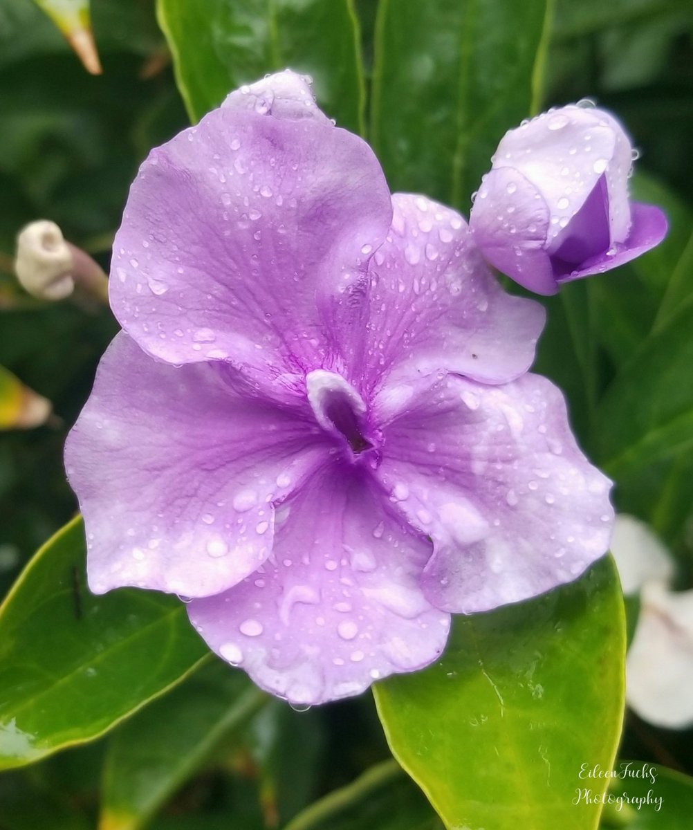 "I only wanted to see you
Laughing in the purple rain"
-Prince 😍🌿💜🍃🌸🌿😊
#FlowersOnFriday #photography #flowerphotography #Flowers #raindrops #gardening #nature #macrophotography #Macro