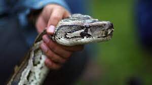 PulsarAct's tweet image. #Fangen