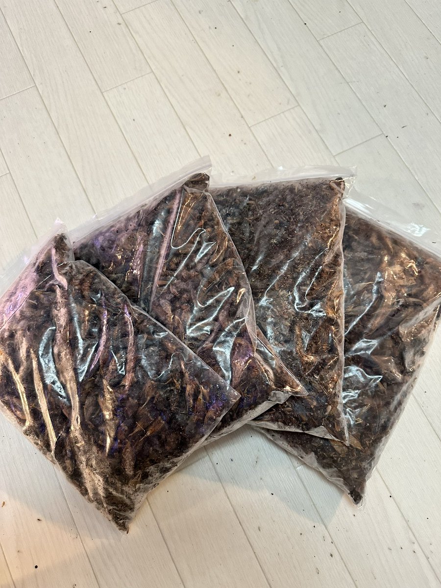 scale58587322's tweet photo. プレゼント企画第1弾やります✨
第1弾は
冷凍フタホシコオロギ 500g   
を4名様に
応募はフォロー＆いいね＆RT🙏

締切は11月20日0時まで✨

 #爬虫類専門店  #爬虫類  #徳島  #scale  #すけーる  #プレゼント企画 https://t.co/aCyMnF2zVq